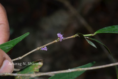 Memecylon angustifolium